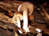 Psathyrella piluliformis image