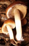 Psathyrella piluliformis image