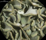 Cladonia apodocarpa image