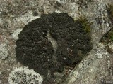 Collema furfuraceum image