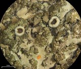 Phaeophyscia rubropulchra image