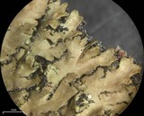 Phaeophyscia rubropulchra image