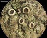Phaeophyscia rubropulchra image