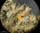Phaeophyscia rubropulchra image