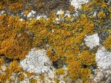 Xanthoria weberi image