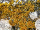 Xanthoria weberi image