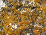 Xanthoria weberi image
