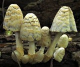 Coprinopsis variegata image