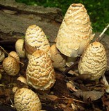 Coprinopsis variegata image