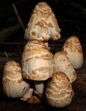 Coprinopsis variegata image