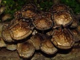 Coprinopsis variegata image