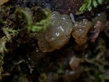 Dacrymyces enatus image