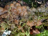Dacrymyces enatus image