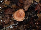 Lactarius vinaceorufescens image