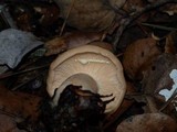 Lactarius vinaceorufescens image