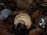 Lactarius vinaceorufescens image