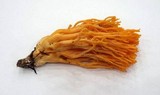 Ramaria gelatinosa image