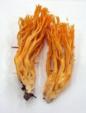 Ramaria gelatinosa image