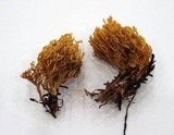 Phaeoclavulina myceliosa image