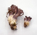 Ramaria violaceibrunnea image