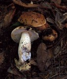 Russula fragrantissima image