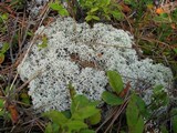 Cladonia stellaris image