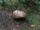 Boletus haematinus image