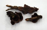 Thelephora terrestris image