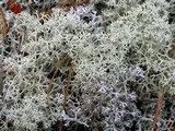Cladonia stellaris image