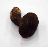 Tylopilus porphyrosporus image