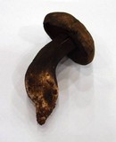 Tylopilus porphyrosporus image