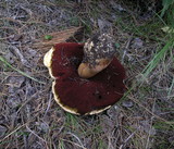 Boletus haematinus image