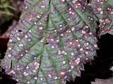 Phragmidium violaceum image