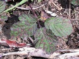 Phragmidium violaceum image