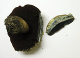 Boletus haematinus image