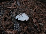 Agaricus hondensis image