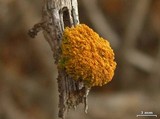 Xanthoria polycarpa image