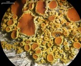 Xanthoria polycarpa image