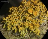 Xanthoria polycarpa image
