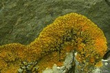 Xanthoria sorediata image