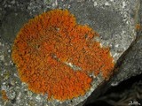 Xanthoria sorediata image