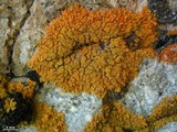 Xanthoria sorediata image