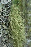 Usnea ceratina image
