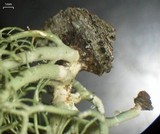Usnea ceratina image