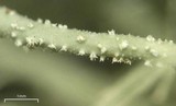 Usnea ceratina image