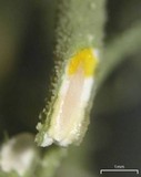 Usnea ceratina image