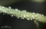 Usnea ceratina image