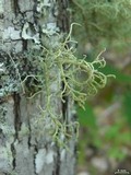 Usnea cornuta image
