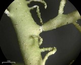 Usnea cornuta image