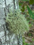 Usnea cornuta image